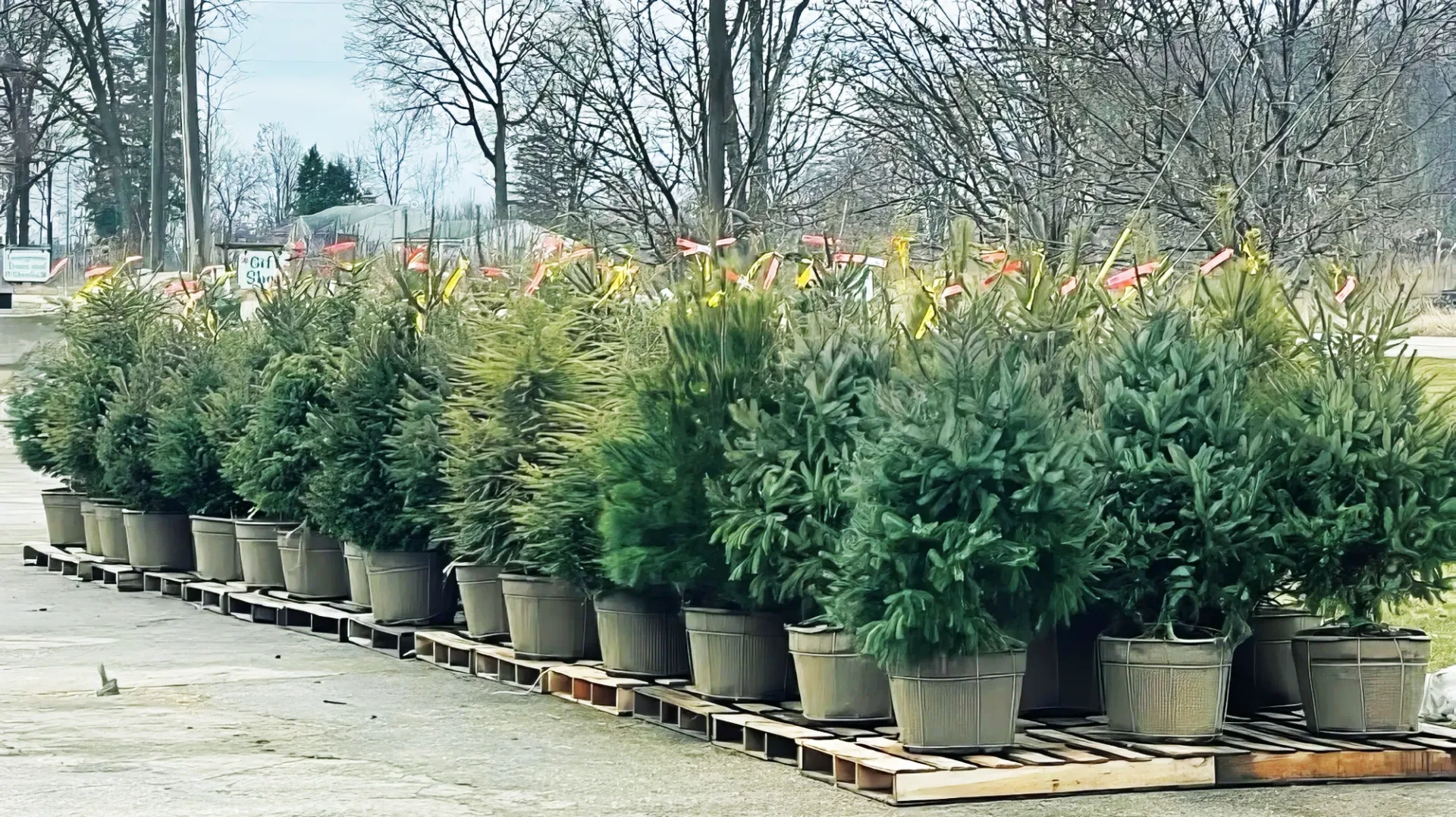 Horrocks Potted Christmas Trees Ionia